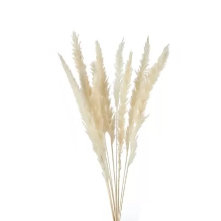 Mini Pampas Cm. 75 h. - L'oca Nera