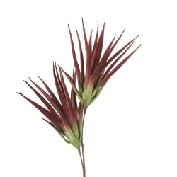 Aloe selvatico marsala Cm. 100 h. - L'oca Nera