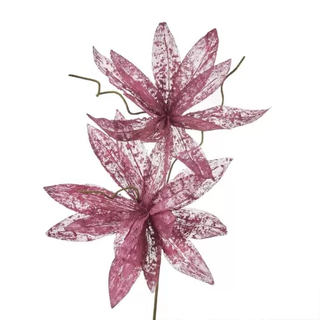 Magnolia porpurea ribes Cm. 95 h. - L'oca Nera