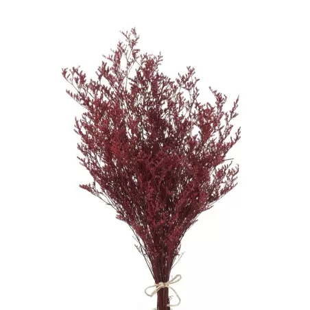 Limonium Cm. 65 h. - L'oca Nera