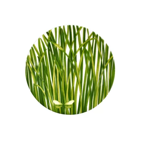 Life In Green, Piatto pane - Taitu