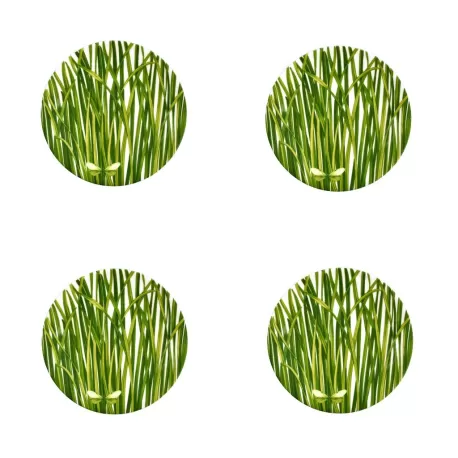 Life In Green, Piatto Frutta 4 pezzi - Taitu