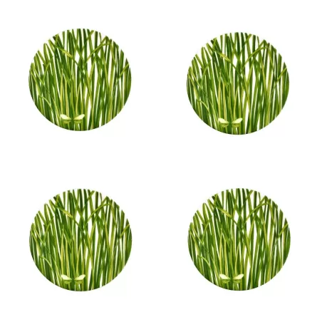 Life In Green, Piatto Frutta 4 pezzi - Taitu