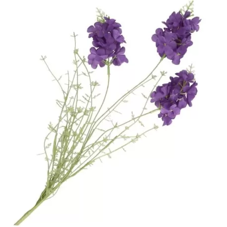 Violaciocca viola - Thun