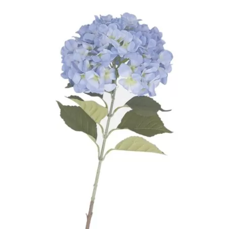 Ortensia azzurra - Thun