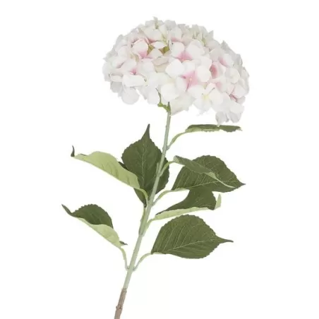 Ortensia bianca - Thun