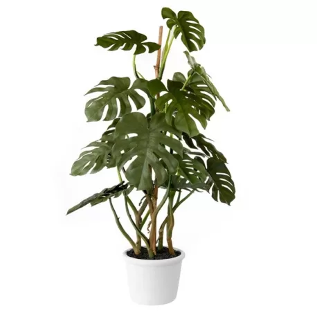 Monstera Deliciosa Cm. 36x70 h. - L'oca Nera