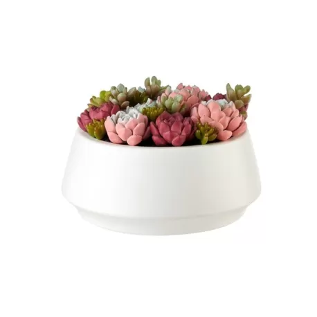 Composizione piante grasse Cm. 5x15,5 h. - L'oca Nera