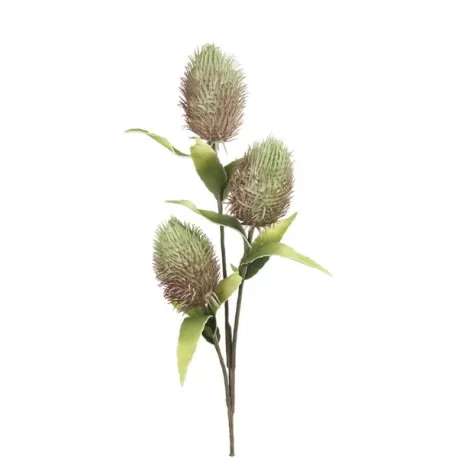 Protea Nitida Verde Cm. 92 h. - L'oca Nera