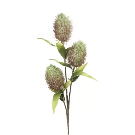 Protea Nitida Verde Cm. 92 h. - L'oca Nera