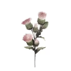 Cardo Silvestre rosa Cm. 90 h. - L'oca Nera