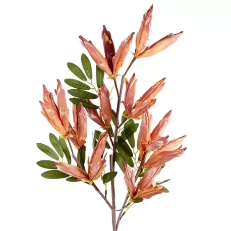 Anigozant h.os Cm. 96 h. - L'oca Nera