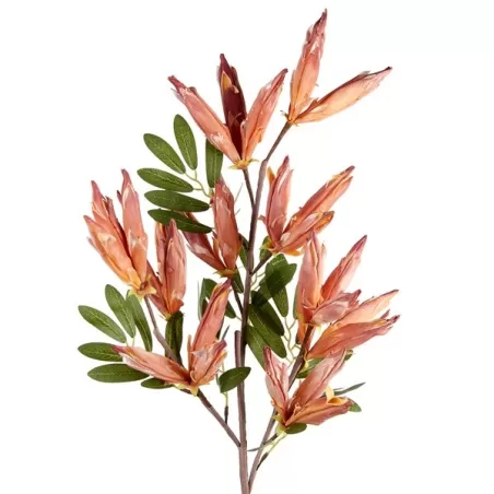 Anigozant h.os Cm. 96 h. - L'oca Nera