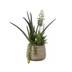 Composizione piante grasse piccola Cm. 14x33 h. - L'oca Nera