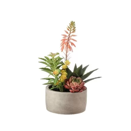 Composizione piante grasse piccola Cm. 14,5x35 h. - L'oca Nera