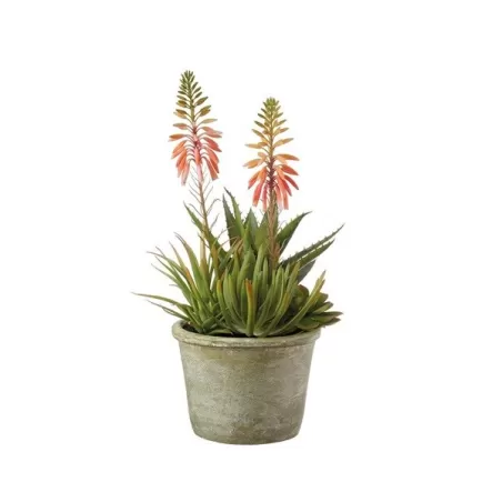 Composizione piante grasse grande Cm. 16x38 h. - L'oca Nera