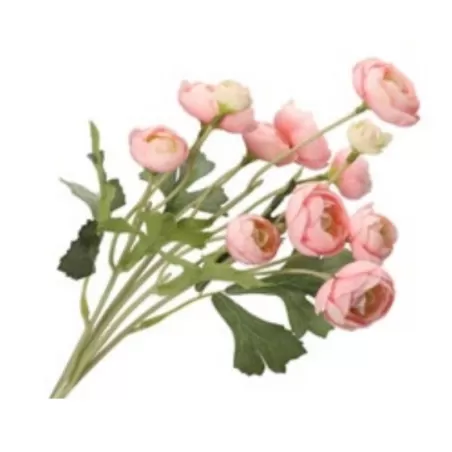 Ranuncolo bianco-rosa - Thun