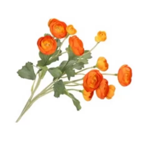 Ranuncolo giallo-arancio - Thun