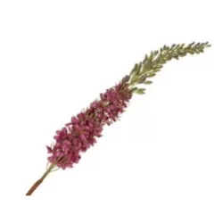 Eremurus rosa - Thun