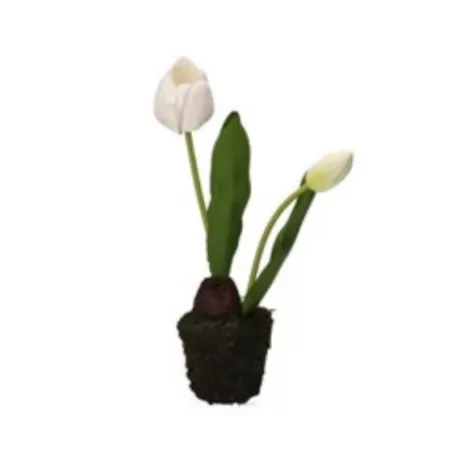 Tulipano bianco S - Thun