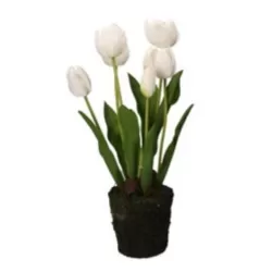 Tulipano bianco L - Thun