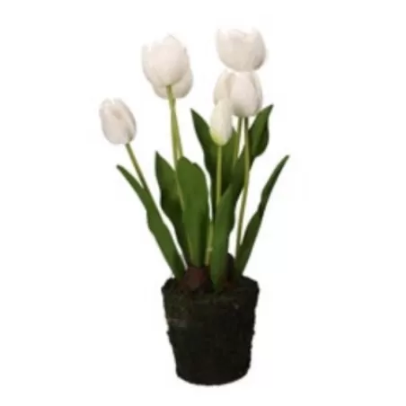 Tulipano bianco L - Thun