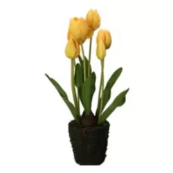 Tulipano giallo L - Thun
