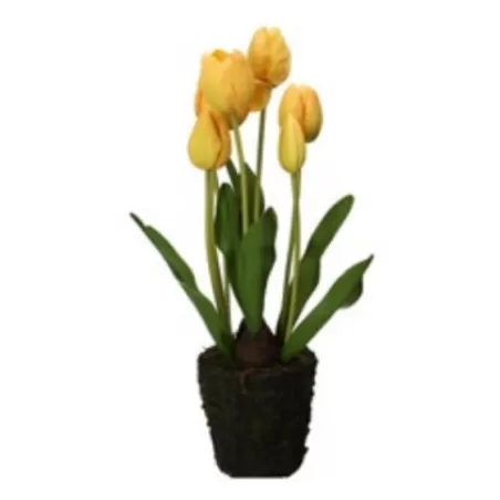 Tulipano giallo L - Thun