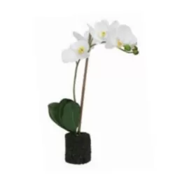 Orchidee bianche S - Thun