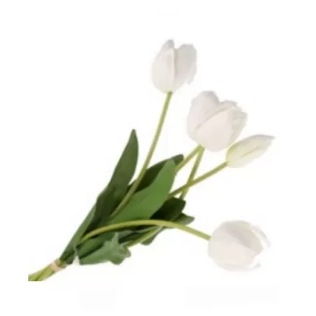 Tulipano bianco mazzo - Thun