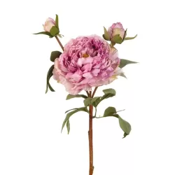 Peonia viola (imballo 4 pz.) - L'oca Nera