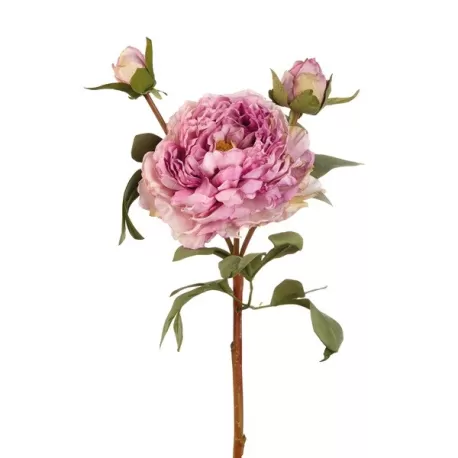 Peonia viola (imballo 4 pz.) - L'oca Nera