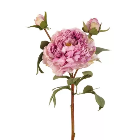 Peonia viola (imballo 4 pz.) - L'oca Nera