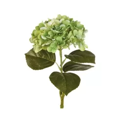 Ortensia verde (imballo 4 pz.) - L'oca Nera