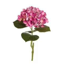 Ortensia viola (imballo 4 pz.) - L'oca Nera