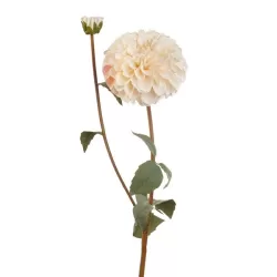 Dalia Bianca (imballo 4 pz.) - L'oca Nera