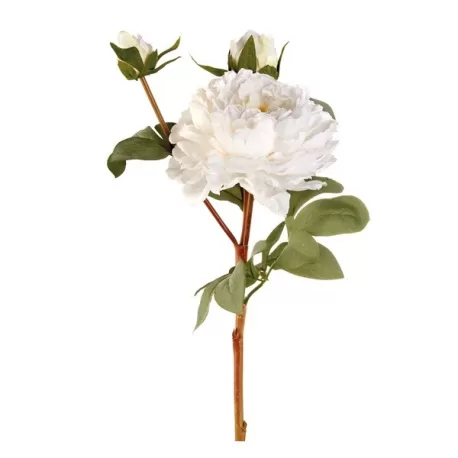 Peonia Bianca (imballo 4 pz.) - L'oca Nera