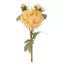 Peonia gialla (imballo 4 pz.) - L'oca Nera