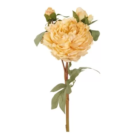 Peonia gialla (imballo 4 pz.) - L'oca Nera