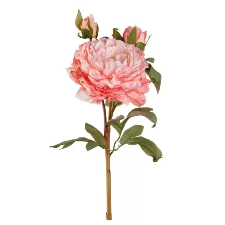 Peonia rosa (imballo 4 pz.) - L'oca Nera